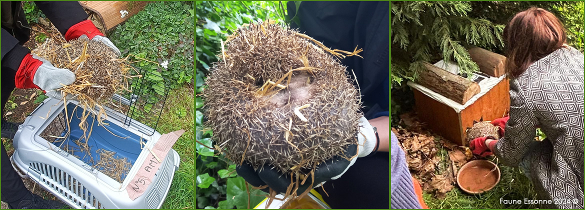 Photos des relâchers faune Essonne