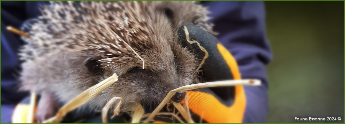 Photo représentant Bianca pour un relâcher dans un jardin d'accueil