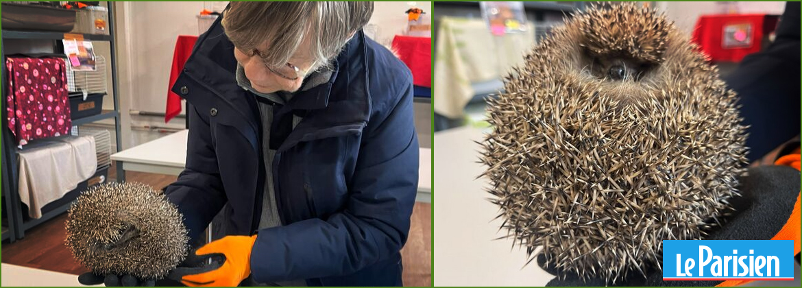 Photo lors de l'interview de Faune Essonne par le Parisien