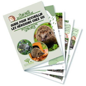 Fichier Pdf